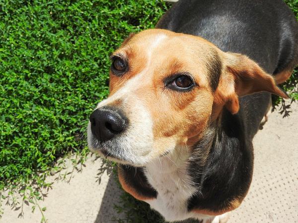 Sztuczki, aby wytresować beagle - Jak wytresować beagle