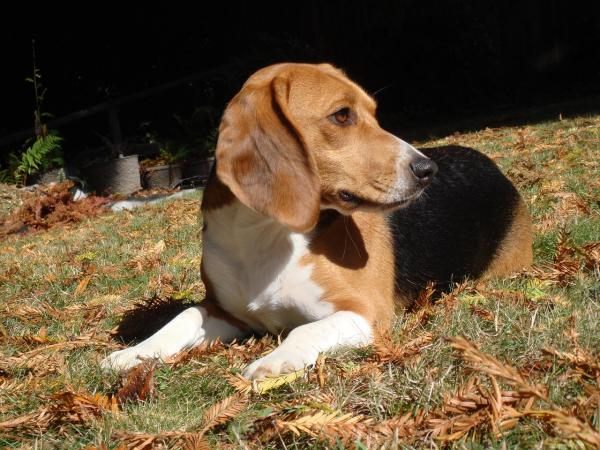 Sztuczki do szkolenia beagle - pozytywne wzmocnienie w nauce beagle