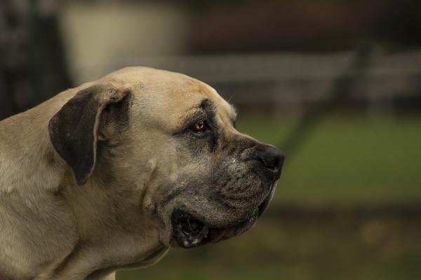 Homeopatia dla psów z chorobą zwyrodnieniową stawów - Choroba zwyrodnieniowa stawów u psów i leczenie farmakologiczne