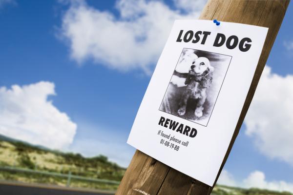 Jeśli pies się zgubi, czy może wrócić?  - Co zrobić, jeśli pies uciekł i nie wrócił do domu?