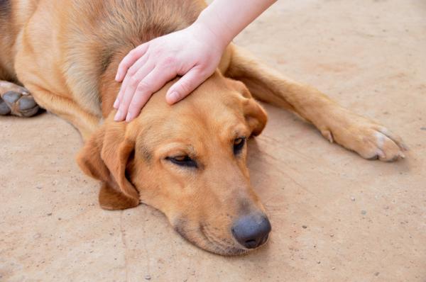 Niewydolność nerek u psów - objawy i leczenie - Długość życia psa z niewydolnością nerek