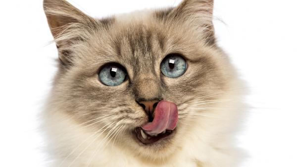 Domowa karma dla kotów z niewydolnością nerek - Domowa karma, droga do zdrowia