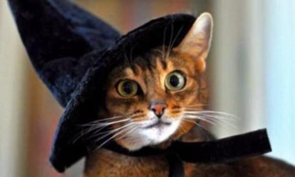 Domowe kostiumy dla kotów - Kostium czarów dla kotów 