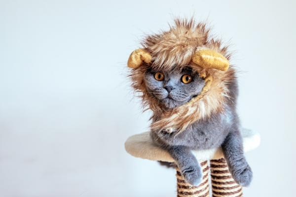Domowe kostiumy dla kotów - Kostium lwa dla kotów
