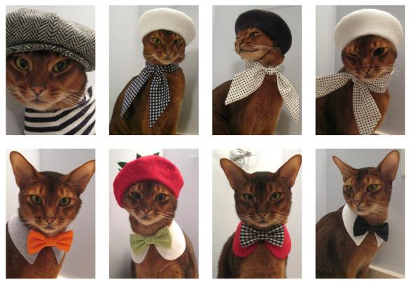 Domowe kostiumy dla kotów - Kot z muszką lub chusteczką