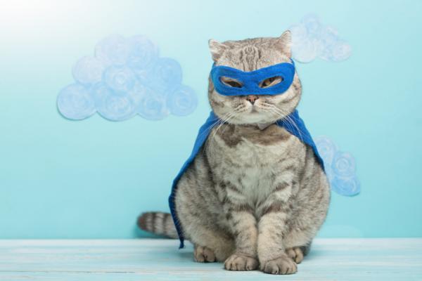 Domowe kostiumy dla kotów - Super kostium kota