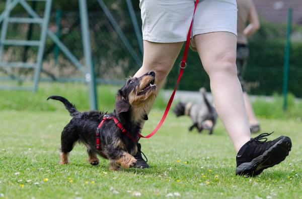 Jak tresować psa w 10 krokach - 9. Krótkie sesje treningowe i w różnych miejscach