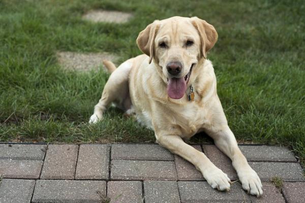 Najczęstsze choroby Labrador Retriever - dystrofia mięśniowa 