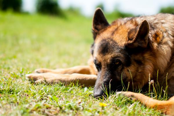 Choroba zwyrodnieniowa stawów u psów - objawy i leczenie - Co to jest choroba zwyrodnieniowa stawów u psów