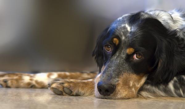 Korzyści z drożdży piwnych dla psów — pomagają w leczeniu niedokrwistości u psów
