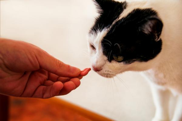 Szelki dla kota - Rodzaje i sposób ich zakładania - Jak założyć szelki kotu?