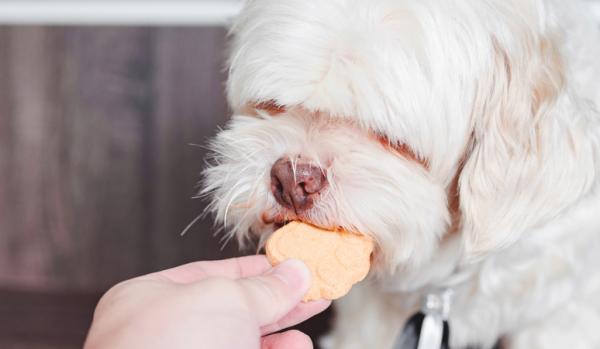 Domowe ciasteczka dla psa – 5 prostych przepisów – ciasteczka jabłkowe dla psów