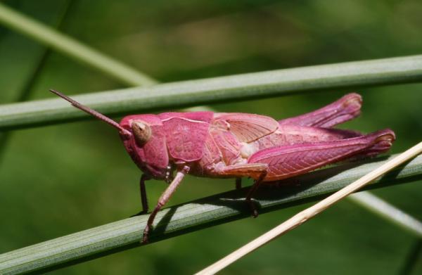 Rodzaje owadów - Charakterystyka i nazwy - Orthoptera (Orthoptera)