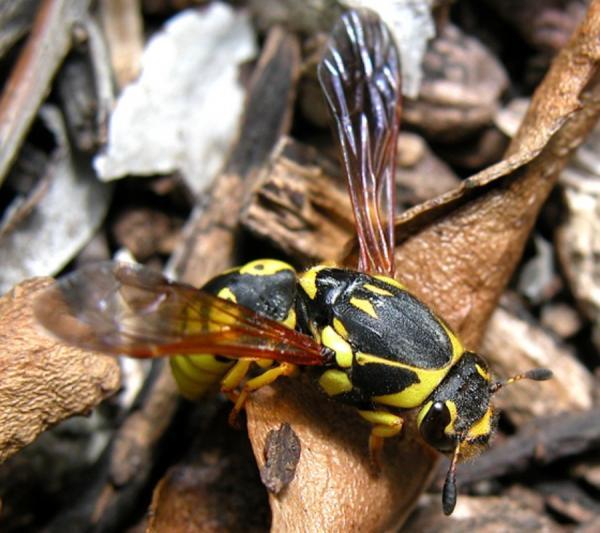 Rodzaje owadów - Charakterystyka i nazwy - Hymenoptera (Rząd Hymenoptera)