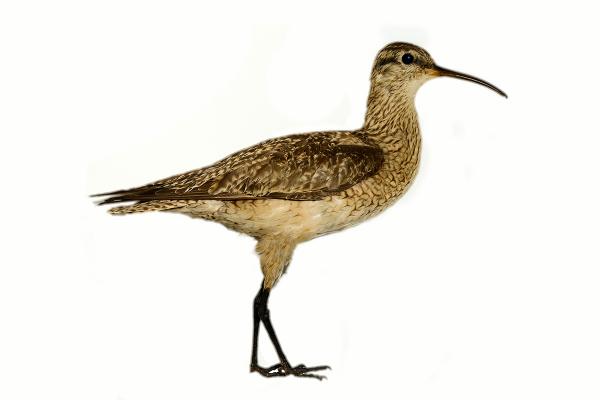 Ptaki zagrożone wyginięciem w Meksyku - kulik borealny lub eskimos (Numenius borealis)