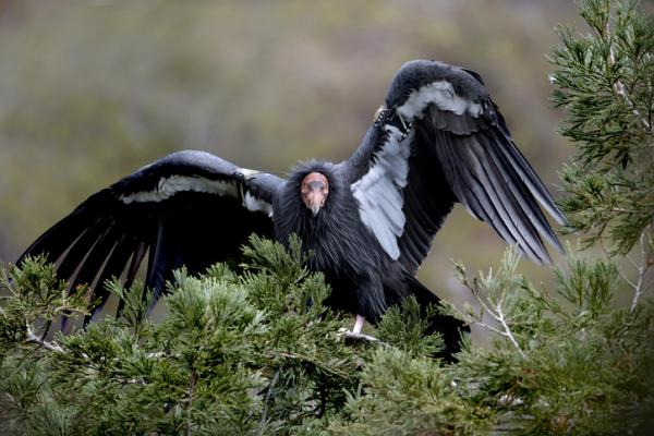 Ptaki zagrożone wyginięciem w Meksyku - kondor kalifornijski (Gymnogyps californianus) 