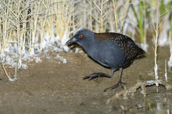 Zagrożone ptaki w Meksyku - Czarna laska (Laterallus jamaicensis)