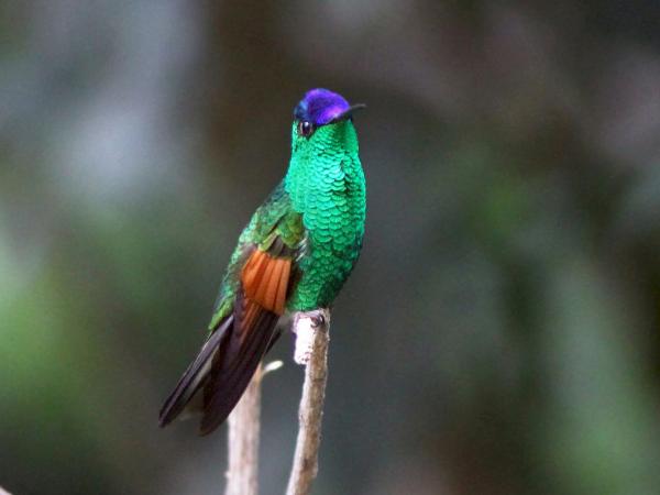Zagrożone ptaki w Meksyku - Koliber Miahuatleco (Eupherusa cyanophrys)