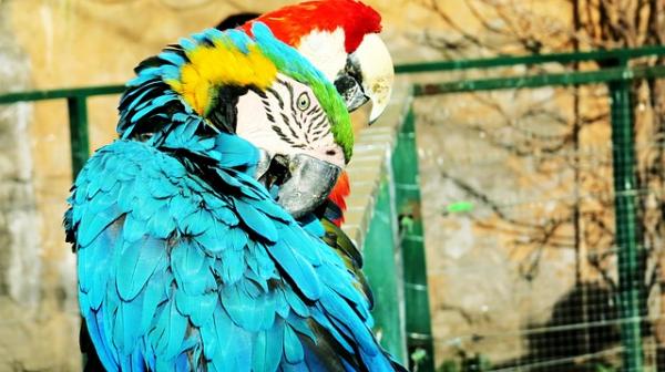 Najczęstsze choroby papug - Anomalne zrzucanie upierzenia papugi