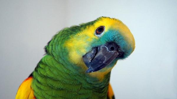 Najczęstsze choroby papug - wylinka upierzenia papugi francuskiej