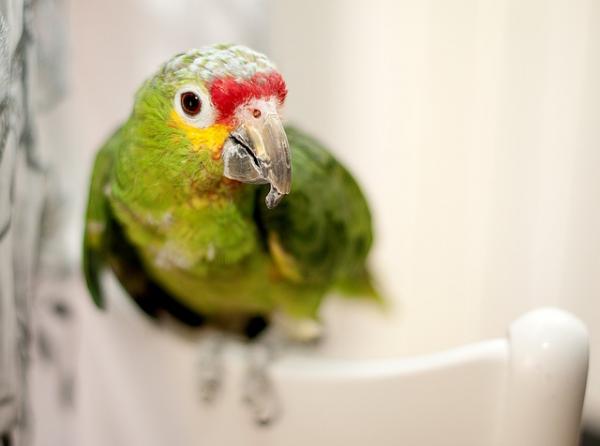 Najczęstsze choroby papug - Colibacillosis u papug