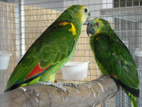 Najczęstsze choroby papug - Kokcydioza u papug