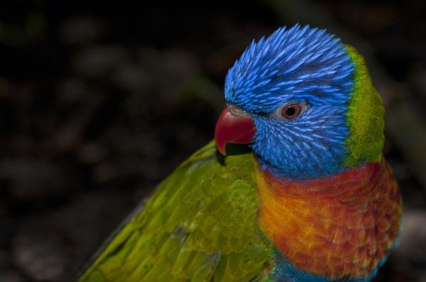 Najczęstsze choroby papug - Salmonelloza u papug