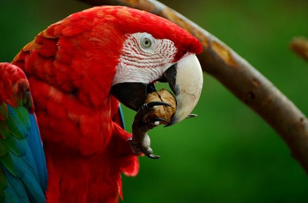 Najczęstsze choroby papug - Pasożyty u papugi