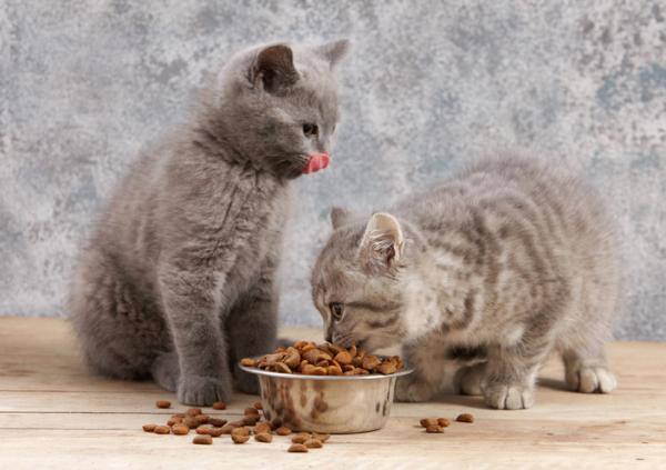 Probiotyki dla kotów - Mikrobiom czyli flora jelitowa u kotów