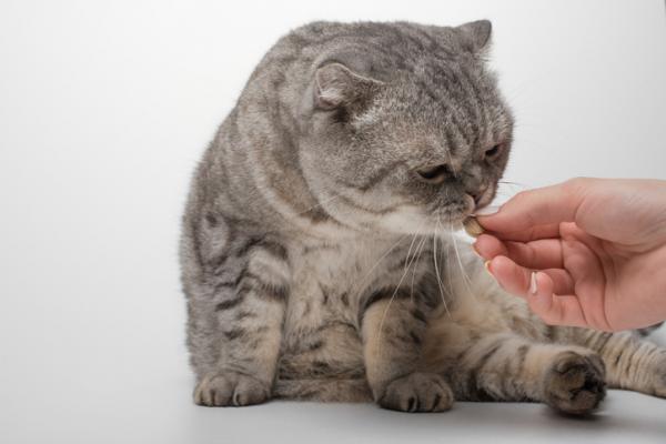 Probiotyki dla kotów - rodzaje probiotyków dla kotów