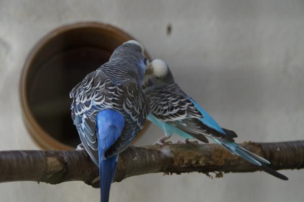 Najczęstsze choroby papugi australijskiej - problemy z reprodukcją