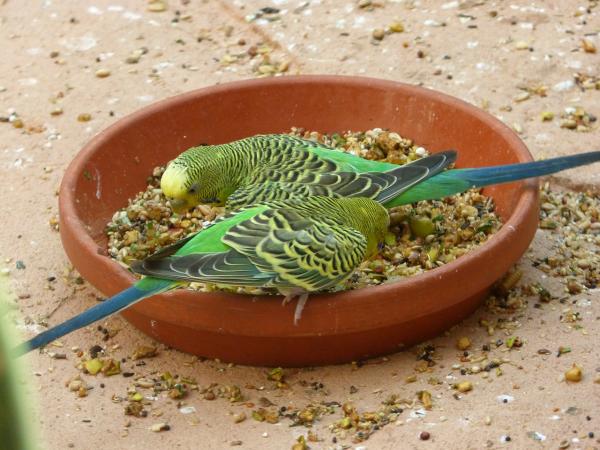 Najczęstsze choroby papug australijskich – niedobór jodu