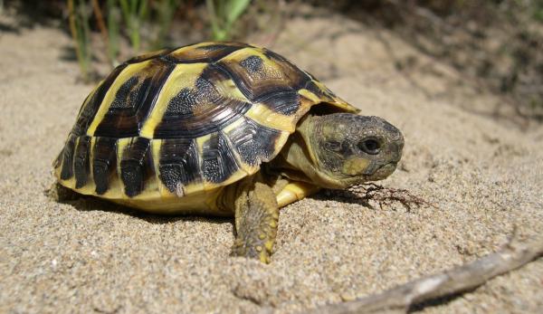 Żółw jako zwierzę domowe - rodzaje żółwi lądowych jako zwierząt domowych
