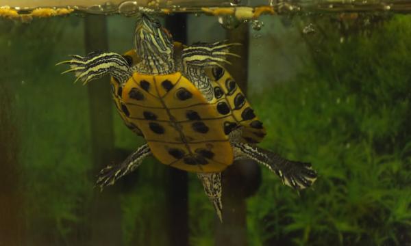 Żółw jako zwierzę domowe - Żółwie wodne: opieka