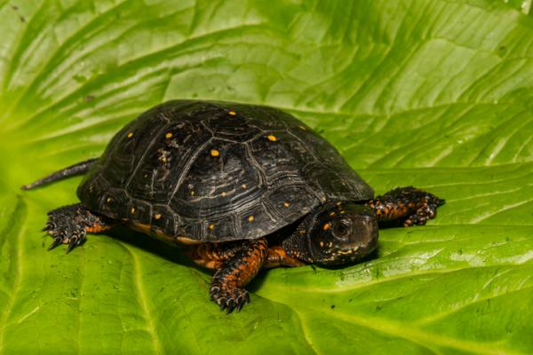 Żółw domowy - Rodzaje żółwi wodnych