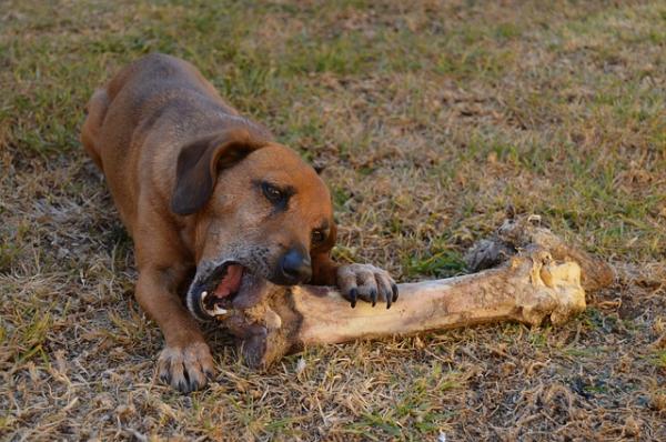 Czy psy mogą jeść surowe kości?  - Korzyści z jedzenia surowych kości 