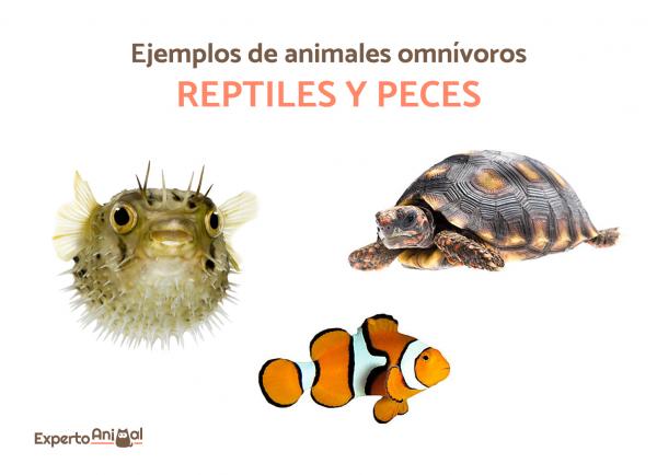 Zwierzęta wszystkożerne - Ponad 40 przykładów i ciekawostek - Przykłady zwierząt wszystkożernych: ryby i gady