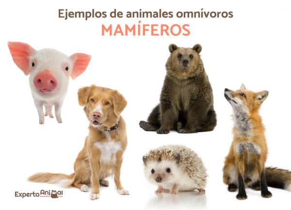 Zwierzęta wszystkożerne - Ponad 40 przykładów i ciekawostek - Przykłady zwierząt wszystkożernych: ssaki