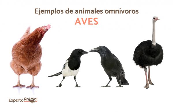 Zwierzęta wszystkożerne - Ponad 40 przykładów i ciekawostek - Przykłady zwierząt wszystkożernych: ptaki