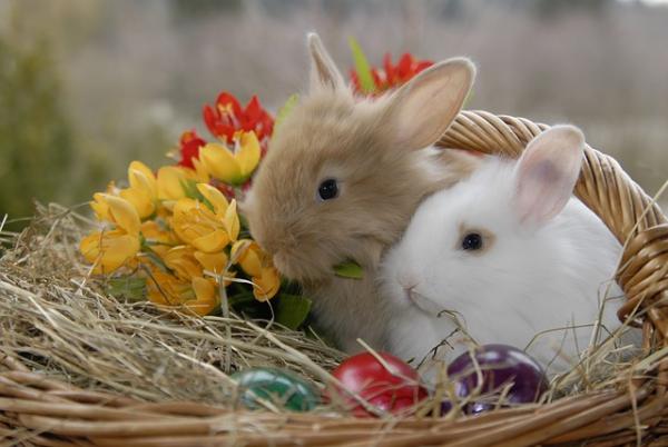 Wszystko o ciąży u królików - Czas trwania, objawy i opieka - Narodziny i opieka nad królikami
