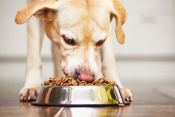 Mój pies ma obsesję na punkcie jedzenia – pochodzenie psów