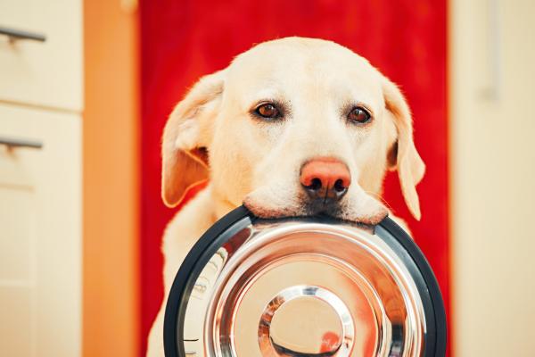Mój pies ma obsesję na punkcie jedzenia – porady, jak pozbyć się obsesji psa na punkcie jedzenia