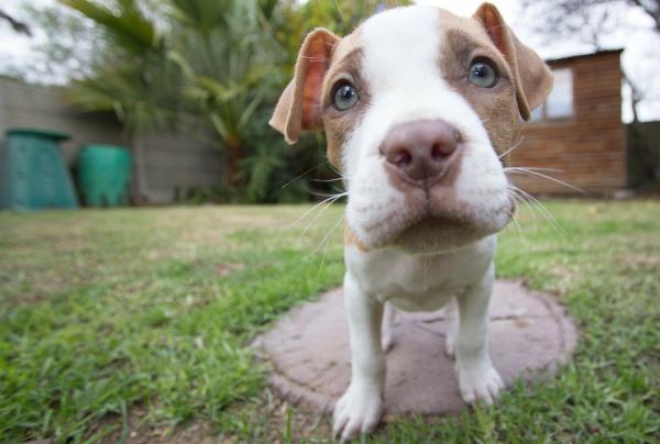 Najczęstsze choroby psów rasy Pit Bull Terrier - Choroby grzybicze