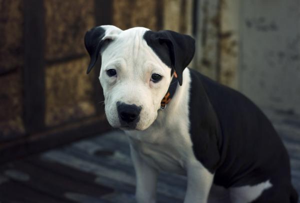 Częste choroby psów rasy Pit Bull Terrier - choroby skóry