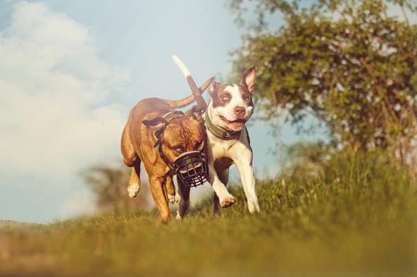 Częste choroby psów rasy Pit Bull Terrier - choroby dziedziczne