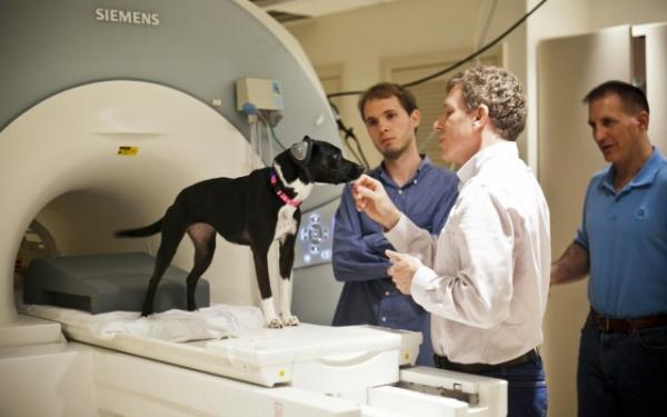 Zwichnięcie rzepki u psów - Objawy i leczenie - - Jak diagnozuje się zwichnięcie rzepki?