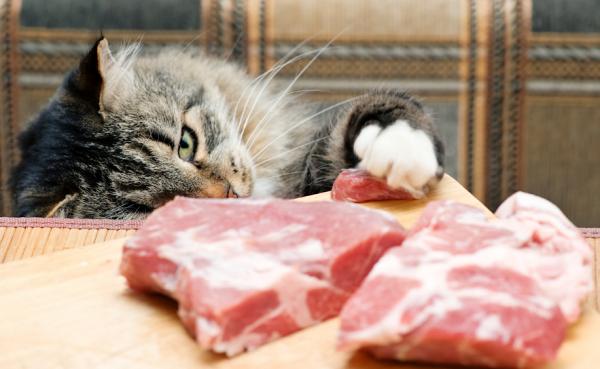 Czy kot może być wegetarianinem lub weganinem?  - Czy kot może być samodzielnie wegetarianinem lub weganinem?