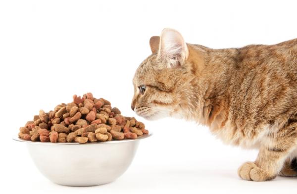 Czy kot może być wegetarianinem lub weganinem?  - Czy jest wegańska karma dla kotów?