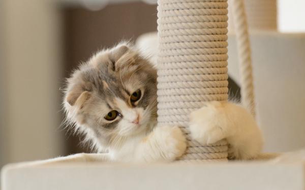 Co usuwa pazury u kotów?  - Dlaczego usuwanie pazurów jest szkodliwe dla kotów?