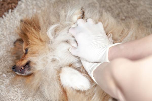 Mój pies tonie - Co mam zrobić - Jak przeprowadzić resuscytację krążeniowo-oddechową u psów?